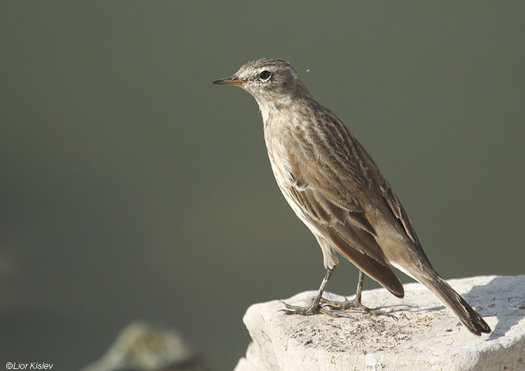  Water Pipit Anthus spinoletta   Beit Shean valley 28-11-10 Lior Kislev